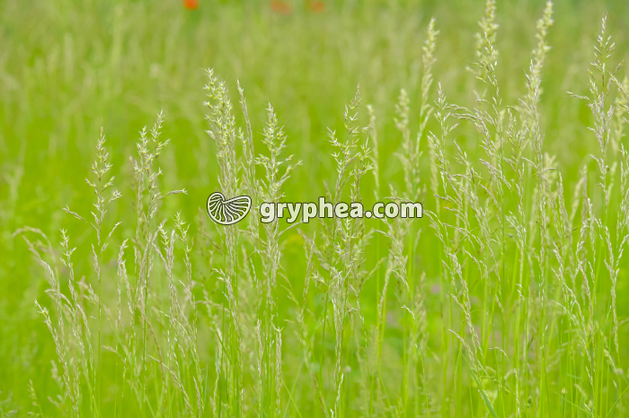 Herbacées - gryphea.org